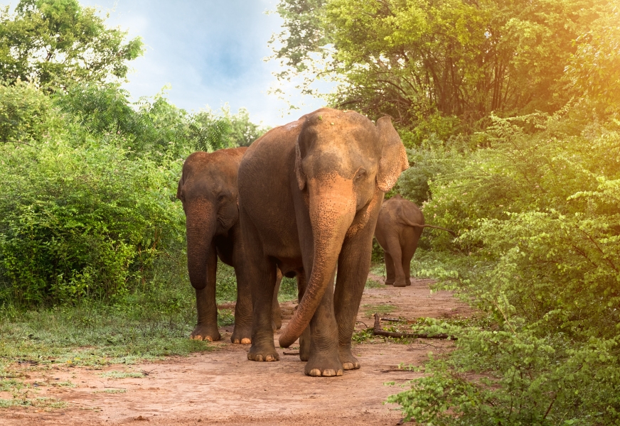 Udawalawe Safari